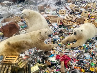 /media/13413/polar-bears-invade-landfill-3.jpg