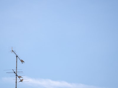 /media/12602/gardaunolab-legami-leali-due-piccioni-ed-antenna.jpg