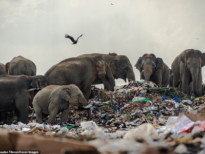 /media/13362/tharmapalan-tilaxan-elephants-eating-garbage_001.jpg