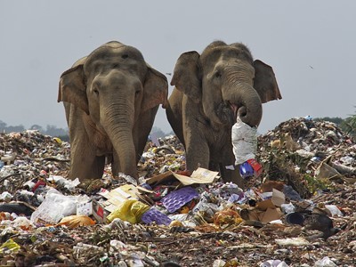 /media/13363/tharmapalan-tilaxan-elephants-eating-garbage_002.jpg