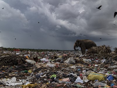 /media/13364/tharmapalan-tilaxan-elephants-eating-garbage_003.jpg