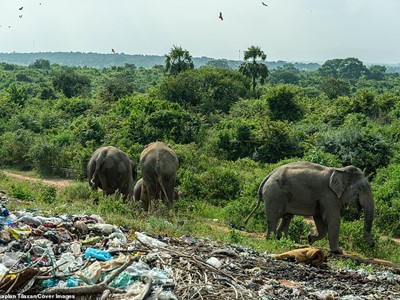 /media/13365/tharmapalan-tilaxan-elephants-eating-garbage_004.jpg