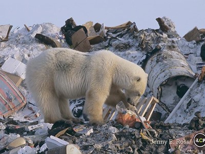/media/13411/polar-bear-invades-landfill-2.jpg