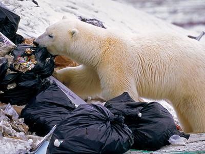 /media/13412/polar-bear-invades-landfill-photo-eric-baccega-for-minden-pictures.jpg
