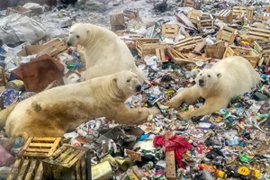 La dieta dell'orso polare è composta dal 25% di plastica