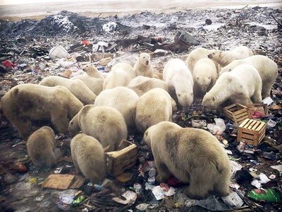 /media/13414/polar-bears-ravage-dump-in-siberia-1024x819.jpeg