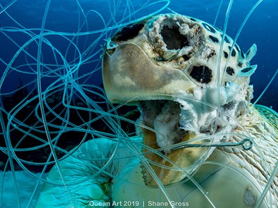 /media/13450/underwater-conservation1_shane_gross_victim-copy.jpg